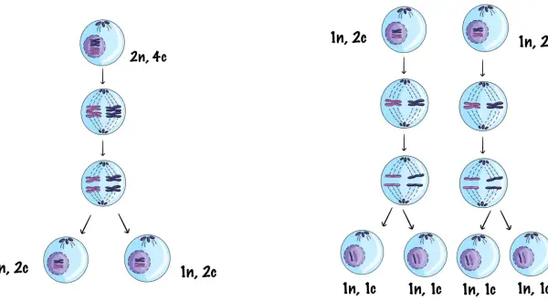 Ilustracja porównuje mitozę i mejozę, pokazując podział komórek z chromosomami. Mitoza tworzy dwie identyczne komórki, a mejoza cztery.