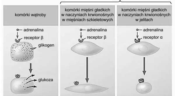 Adrenalina wiąże się z receptorami β w komórkach wątroby, uwalniając glukozę. W mięśniach gładkich wiąże się z receptorami β (rozluźnienie) lub α (skurcz), pokazując, jak hormon trafia do komórki.