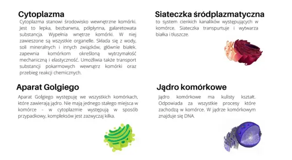 Ilustracje komórki zwierzęcej i roślinnej: aparat Golgiego, jądro komórkowe, siateczka śródplazmatyczna.