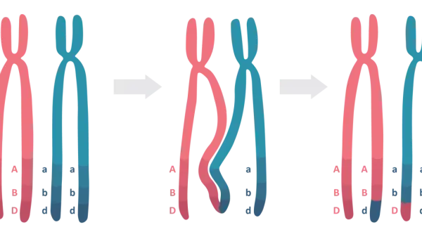 Profaza 1 mejozy: chromosomy homologiczne wymieniają fragmenty DNA, tworząc nowe kombinacje alleli A, B, D i a, b, d.