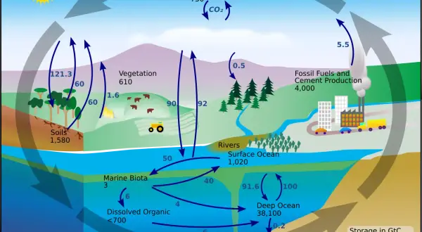 Ilustracja przedstawia obieg węgla w przyrodzie, pokazując jego przepływ między atmosferą, roślinnością, glebą, oceanami i działalnością człowieka.