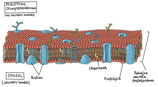 Schematyczna błona komórkowa zwierzęca z podwójną warstwą fosfolipidową, białkami, cholesterolem i glikoproteinami na zewnątrz komórki.
