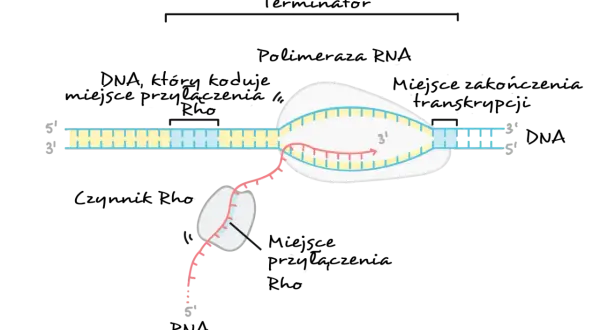 Schemat pokazuje, gdzie zachodzi transkrypcja i translacja: polimeraza RNA tworzy nić RNA na matrycy DNA, a czynnik Rho pomaga w terminacji.