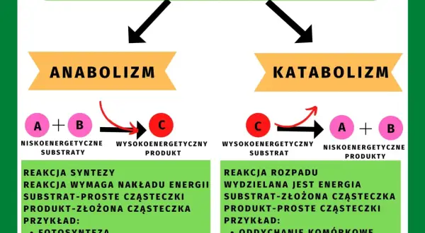 Podstawowe zasady metabolizmu: anabolizm (synteza, wymaga energii) i katabolizm (rozkład, wydziela energię).