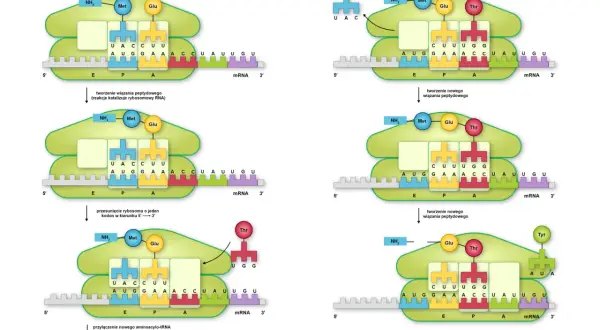 Proces translacji, czyli jak powstaje białko na podstawie mRNA. Pokazuje, co to transkrypcja DNA, gdy rybosom przesuwa się po nici mRNA, tworząc wiązania peptydowe.