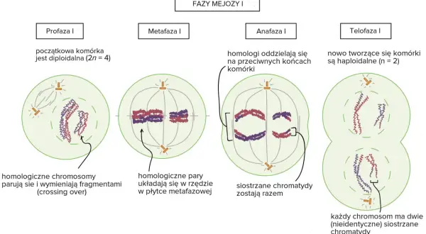 Mejoza I: profaza, metafaza, anafaza, telofaza. W profazie zachodzi crossing over, czyli wymiana fragmentów między chromosomami homologicznymi.