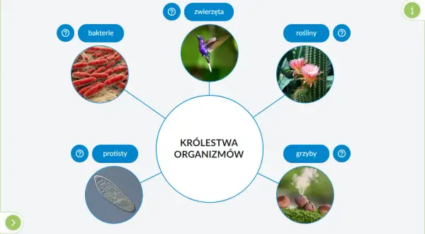 Schemat przedstawia pięć królestw organizmów: bakterie, protisty, zwierzęta, rośliny i grzyby, z ilustracjami każdego z nich.