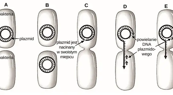 Schemat pokazuje koniugację bakteryjną: plazmid jest nacinany, a jego DNA powielany i przekazywany do drugiej bakterii.