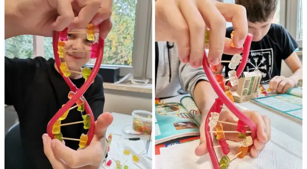 Dzieci tworzą model DNA z żelków i wykałaczek. To świetny sposób, jak zrobić model dna z papieru, ale w wersji jadalnej!