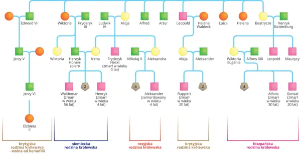 Drzewo genealogiczne przedstawiające krzyżówki genetyczne cechy sprzężone z płcią, z zaznaczonymi nosicielkami i chorymi na hemofilię.