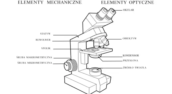 Schemat budowy mikroskopu optycznego z elementami mechanicznymi (statyw, rewolwer, stolik, śruby) i optycznymi (okular, obiektyw, kondensor, źródło światła).