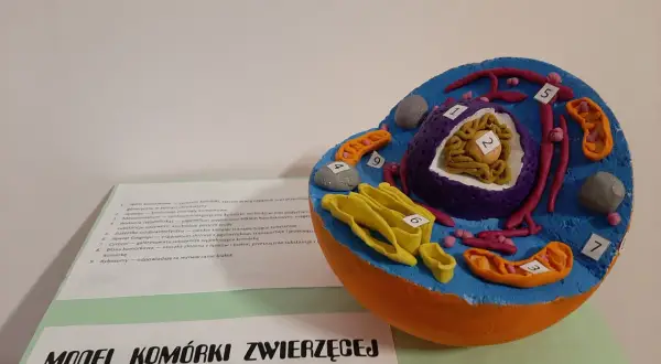Kolorowy model komórki zwierzęcej, idealny do nauki, jak zrobić taki projekt.