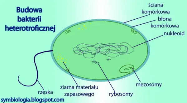 Schemat budowy komórki bakterii heterotroficznej: ściana, błona, nukleoid, rybosomy, ziarna materiału zapasowego, rzęska, mezosomy.