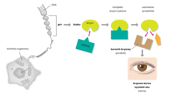 Schemat wyjaśnia, co to jest dziedziczenie w biologii: geny z DNA komórki organizmu kodują białka, które tworzą enzymy. Enzymy przetwarzają substraty w produkty, np. brązowy barwnik odpowiedzialny za brązową barwę tęczówki oka.