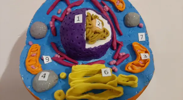 Model przestrzenny komórki zwierzęcej z plasteliny, z widocznym jądrem (1, 2), mitochondriami (3), lizosomami (4), aparatem Golgiego (6), siateczką śródplazmatyczną (5, 7, 9) i centrosomem (8).