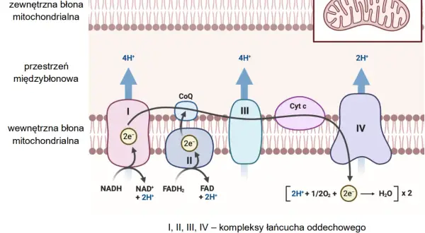 Łańcuch oddechowy w mitochondrium, kluczowy dla metabolizmu. Pomaga w zadaniach maturalnych z biologii.