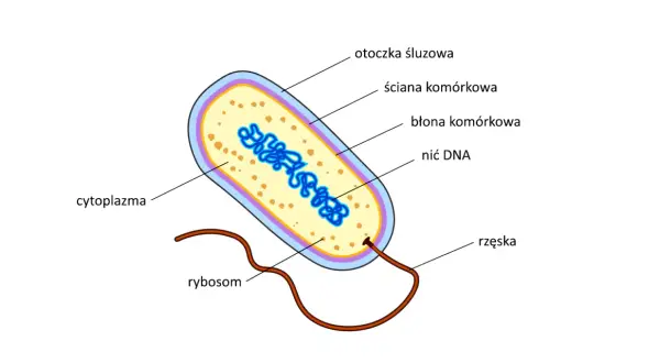 Schemat bakterii: otoczka śluzowa, ściana komórkowa, błona komórkowa, cytoplazma, rybosomy, nić DNA, rzęska. Czy bakteria ma jądro komórkowe? Nie, jej DNA znajduje się w cytoplazmie.