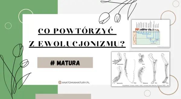 Grafika z pytaniem "Co powtórzyć z ewolucjonizmu?" i ilustracjami porównującymi kończyny zwierząt, drzewem filogenetycznym niedźwiedzi. Systematyka pomaga zrozumieć te zależności.
