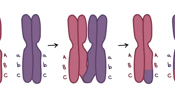 Ilustracja pokazuje crossing-over, proces zachodzący podczas mejozy, gdzie następuje wymiana fragmentów między chromosomami.