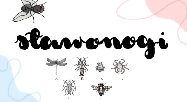 Ilustracje przedstawiają różnorodne stawonogi, od ważki po pszczołę, ukazując bogactwo biologii rozszerzonej.