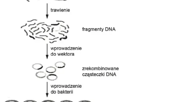 Co to jest wektor w biologii i jak wpływa na inżynierię genetyczną