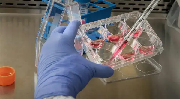 Badacz w rękawiczce pobiera pipetą płyn z naczynia, badając funkcje organelli komórkowych.