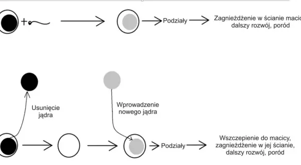 Schemat przedstawia zapłodnienie komórki jajowej (haploidalnej) przez plemnik, tworząc zygotę (komórkę diploidalną), która rozwija się.