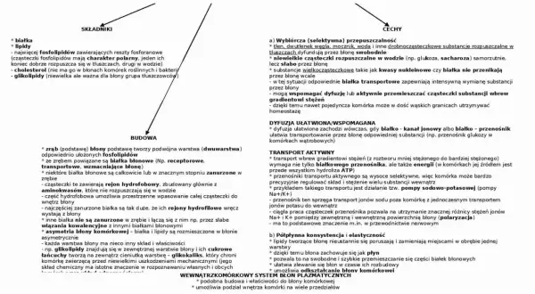 Schemat budowy komórki eukariotycznej: składniki, budowa, cechy. Opisuje budowę błony komórkowej, jej składniki (białka, lipidy, cholesterol, glikolipidy) i funkcje.