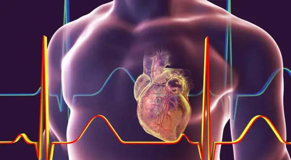 Anatomia serca z widoczną prawą komorą, otoczona wykresami EKG, symbolizującymi pracę serca.