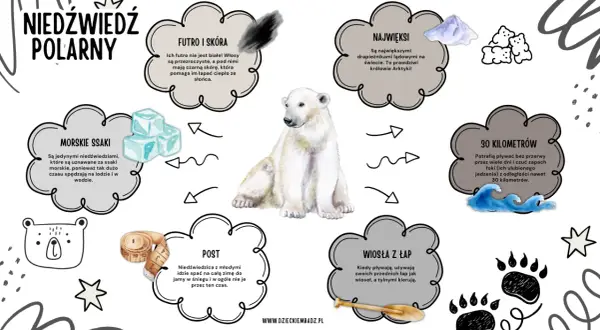 Niedźwiedzie polarne żyją na Arktyce. Ilustracja przedstawia niedźwiedzia polarnego i informacje o jego futrze, wielkości, pływaniu, pożywieniu i zimowaniu.