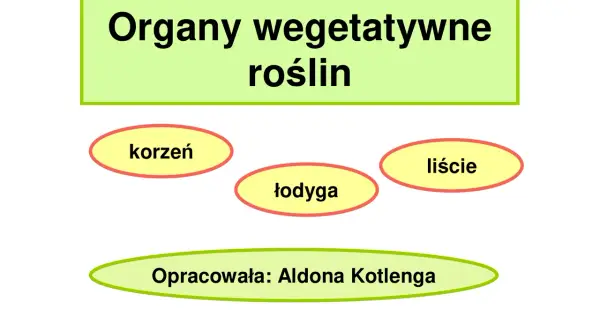 Grafika przedstawia organy wegetatywne roślin: korzeń, łodygę i liście. Opracowała: Aldona Kotlenga.