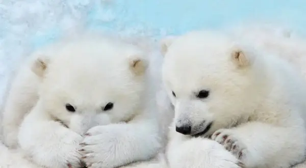 Dwa urocze niedźwiadki polarne w śniegu. Ciekawe, ile żyje niedźwiedź polarny, gdy jest tak słodki.