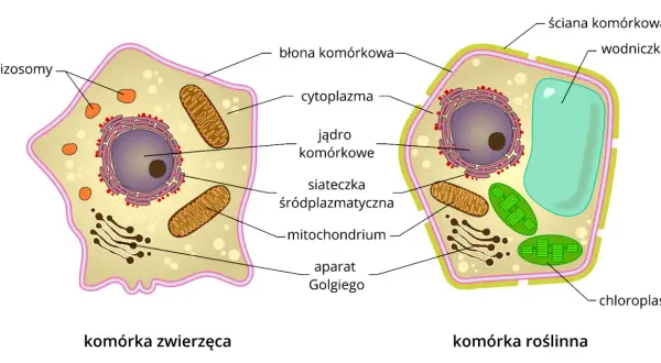 Rysunek przedstawia budowę komórki zwierzęcej i roślinnej, ukazując ich organella.