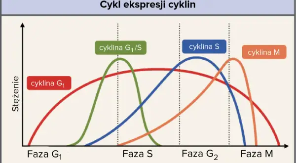 Wykres przedstawia stężenie cyklin w różnych fazach cyklu komórkowego: G1, S, G2 i M.
