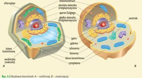 Jakie są dziedziny biologii i co warto o nich wiedzieć?