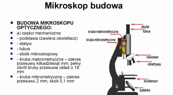 Rysunek przedstawia budowę mikroskopu optycznego z zaznaczonymi elementami: okular, tubus, śruby makrometryczne, rewolwer, obiektywy, kondensor i lusterko.