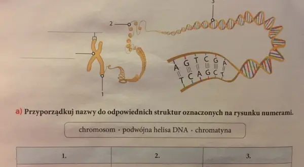 Schemat przedstawia organizację materiału genetycznego w komórce: chromosom (1), chromatyna (2) i podwójna helisa DNA (3).