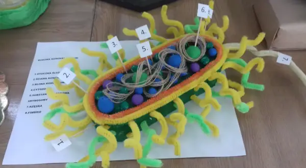 Kolorowy model komórki bakteryjnej z pętelkami i kulkami, przedstawiający jej budowę.