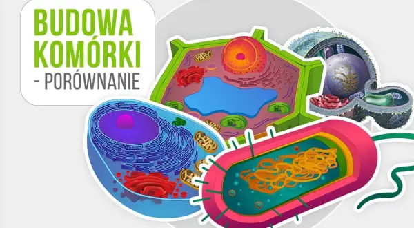 Co to jest komórka w biologii? Kluczowe informacje i funkcje