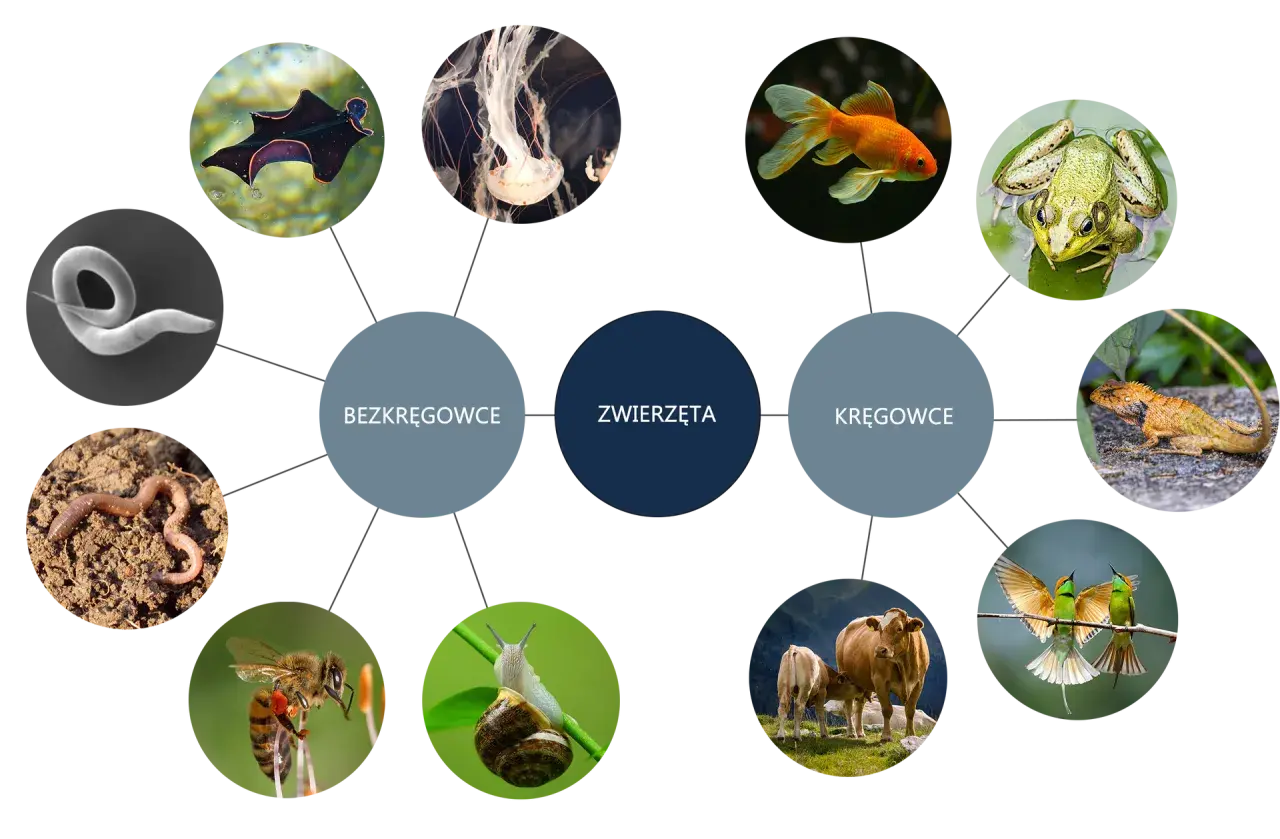 Diagram zwierząt: bezkręgowce (nicień, meduza, płaziniec) i kręgowce (ryba, żaba, jaszczurka, ptak, bydło).