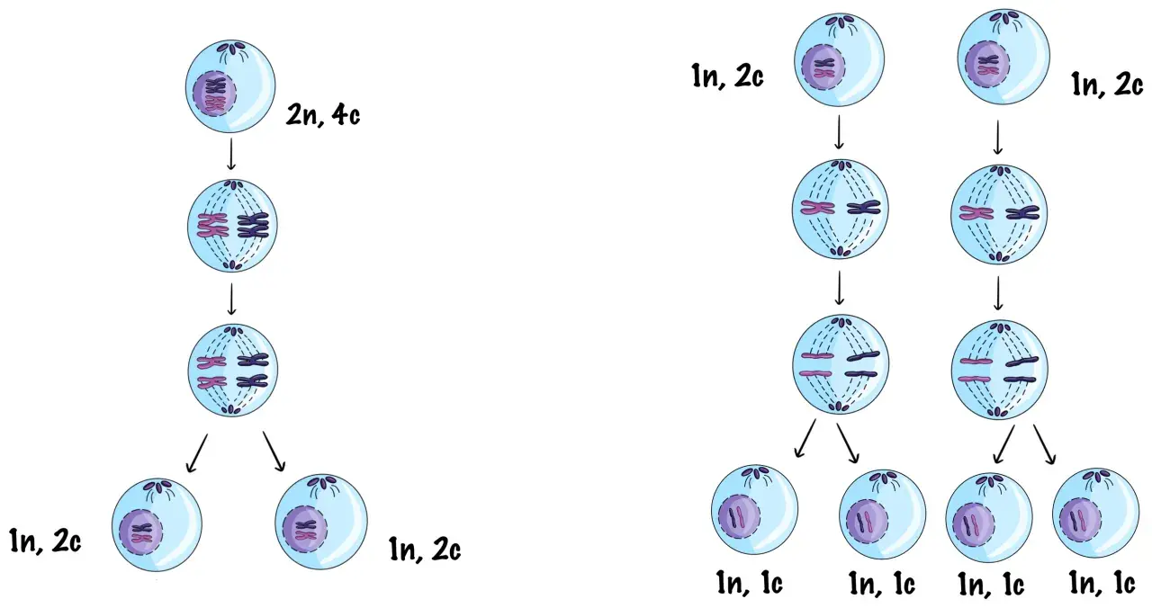 Ilustracja porównuje mitozę i mejozę, pokazując podział komórek z chromosomami. Mitoza tworzy dwie identyczne komórki, a mejoza cztery.