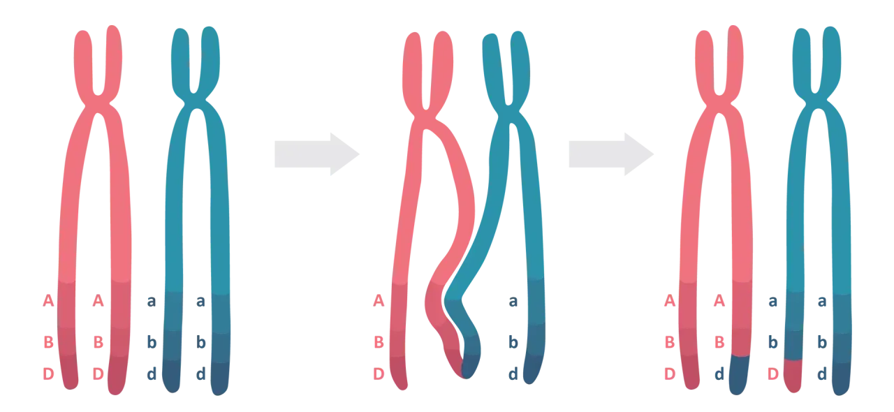Profaza 1 mejozy: chromosomy homologiczne wymieniają fragmenty DNA, tworząc nowe kombinacje alleli A, B, D i a, b, d.