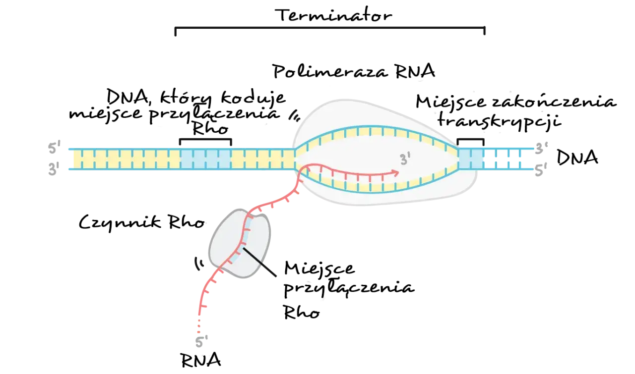 Schemat pokazuje, gdzie zachodzi transkrypcja i translacja: polimeraza RNA tworzy nić RNA na matrycy DNA, a czynnik Rho pomaga w terminacji.