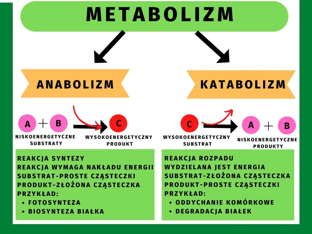 Podstawowe zasady metabolizmu: anabolizm (synteza, wymaga energii) i katabolizm (rozkład, wydziela energię).