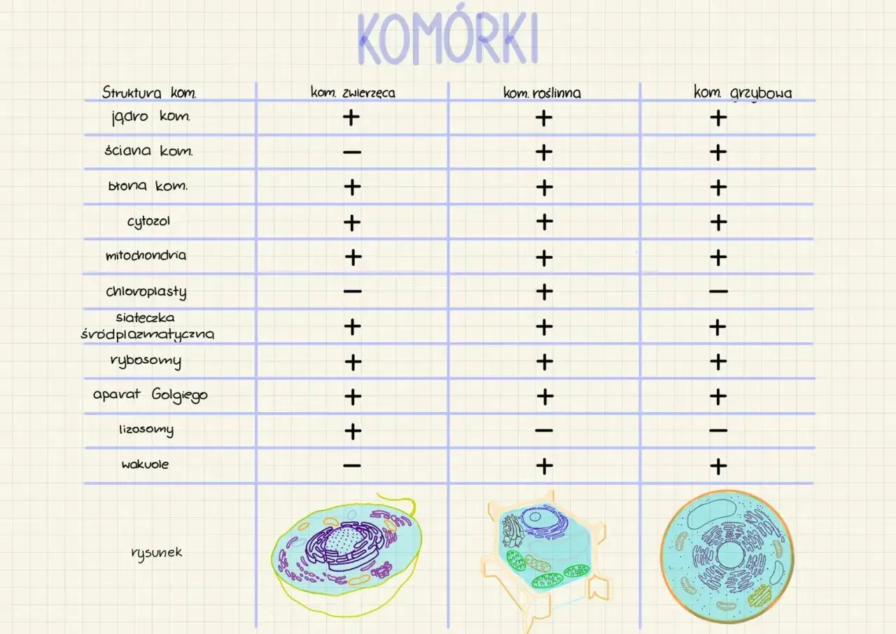 Tabela porównująca cechy komórek zwierzęcej, roślinnej i grzybowej. Widoczny model komórki grzybowej z zaznaczonymi organellami.