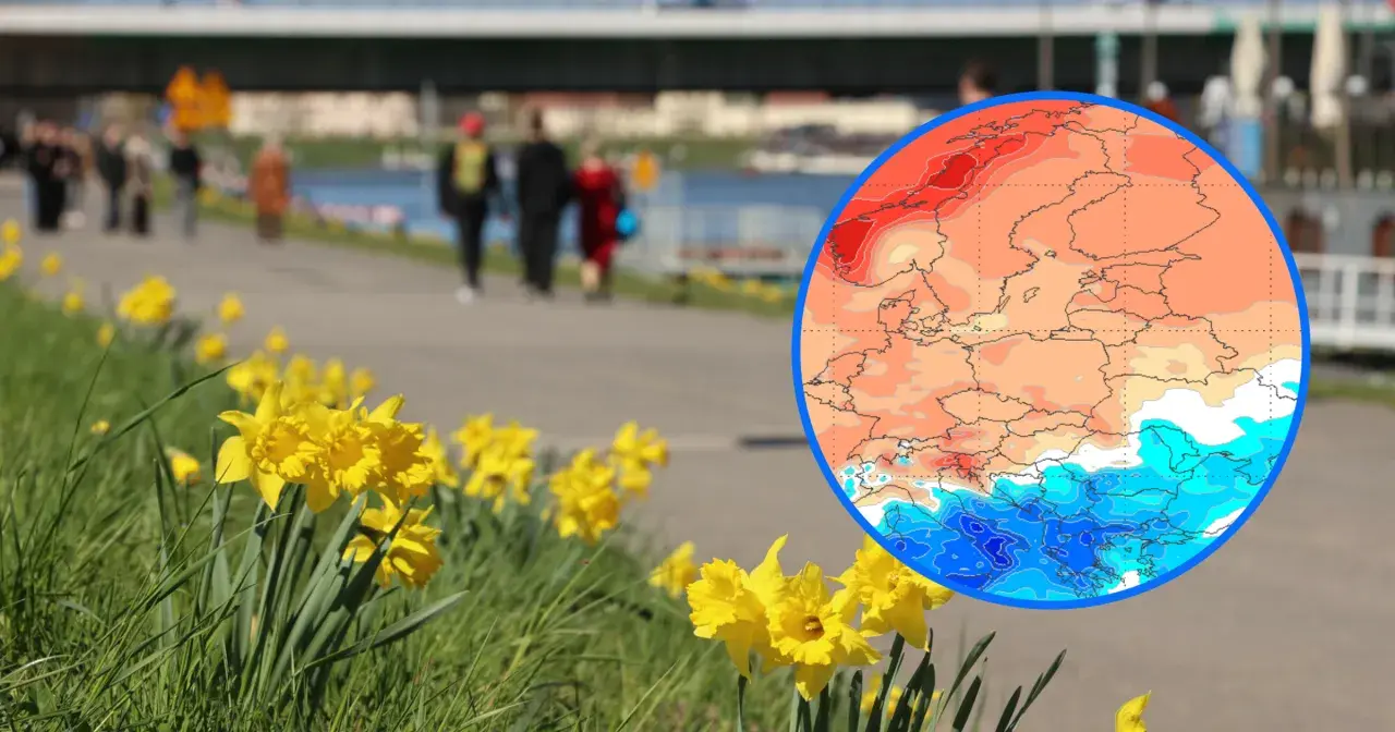 Porównanie temperatur rok do roku: wiosna z żonkilami i mapa Europy pokazująca ciepłe i zimne obszary.