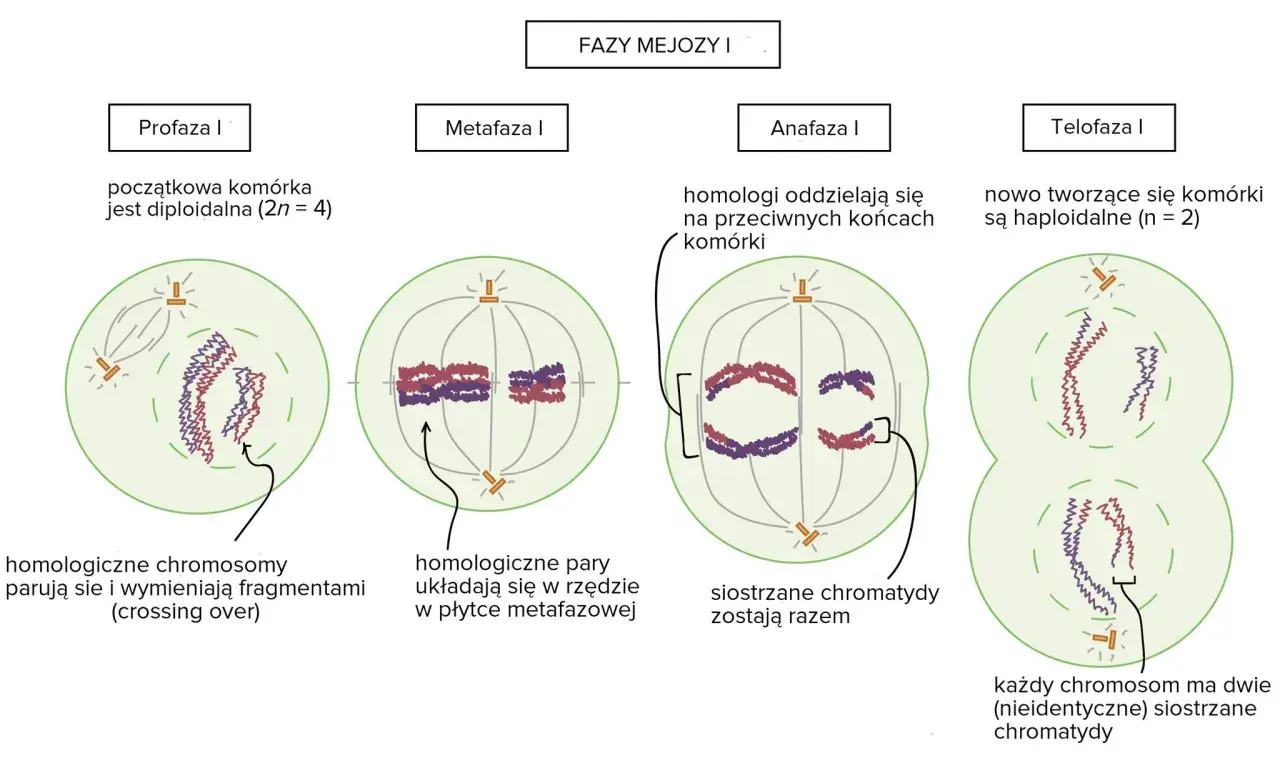 Mejoza I: profaza, metafaza, anafaza, telofaza. W profazie zachodzi crossing over, czyli wymiana fragmentów między chromosomami homologicznymi.
