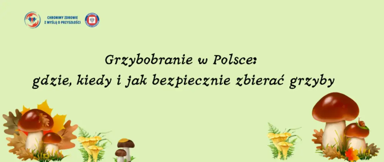 Grzybobranie w Polsce: gdzie, kiedy i jak bezpiecznie zbierać grzyby. Ilustracja przedstawia jesienne liście i różne gatunki grzybów w lesie.