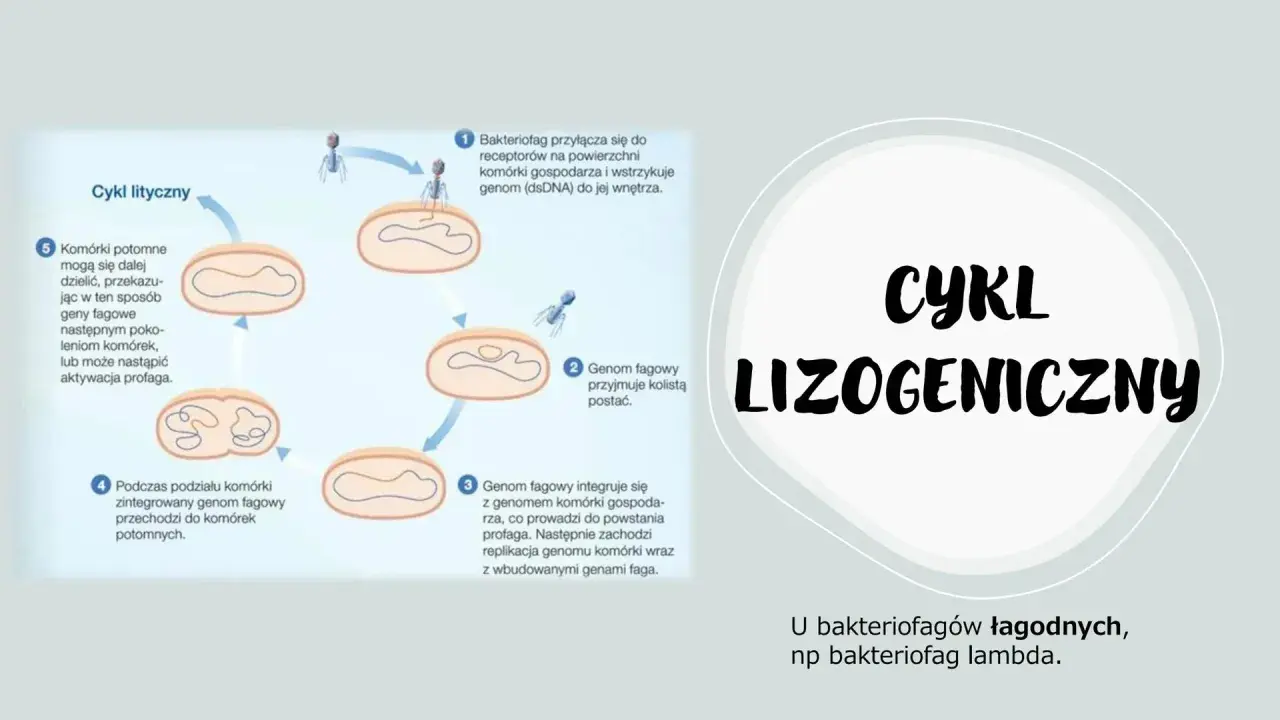 Ilustracja przedstawia cykl lityczny i lizogeniczny bakteriofaga, pokazując jego interakcję z komórką gospodarza.