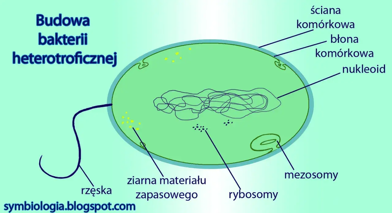 Schemat budowy komórki bakterii heterotroficznej: ściana, błona, nukleoid, rybosomy, ziarna materiału zapasowego, rzęska, mezosomy.